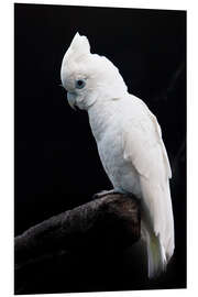 Foam board print Beautiful white cockatoo