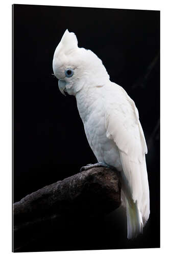 Galleriataulu Beautiful white cockatoo