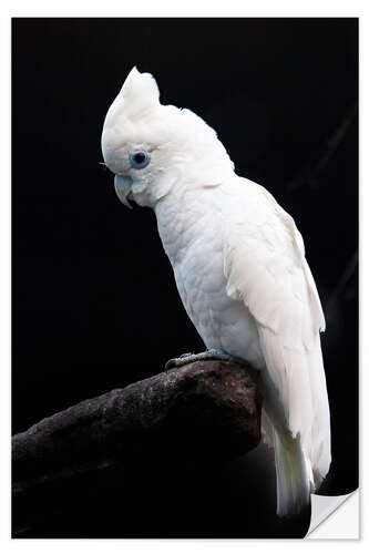 Selvklebende plakat Beautiful white cockatoo