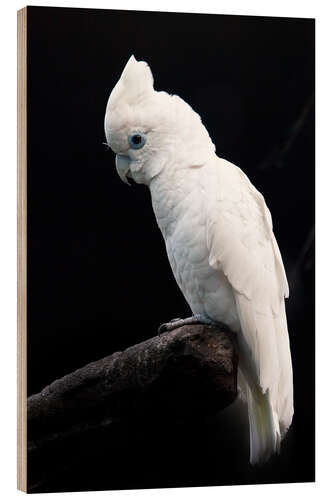 Wood print Beautiful white cockatoo