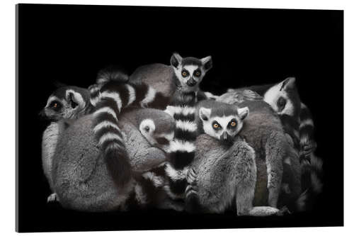 Akrylbillede Ring-tailed lemurs sleep in a bunch