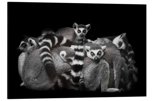 Aluminium print Ring-tailed lemurs sleep in a bunch