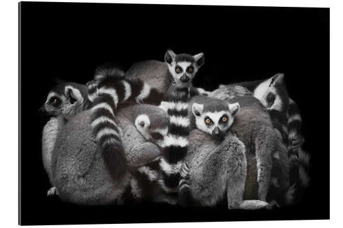 Tableau en plexi-alu Ring-tailed lemurs sleep in a bunch