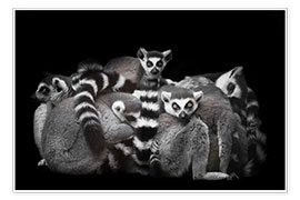 Veggbilde  Ring-tailed lemurs sleep in a bunch - Mikhail Semenov