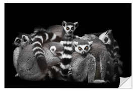 Wall sticker Ring-tailed lemurs sleep in a bunch