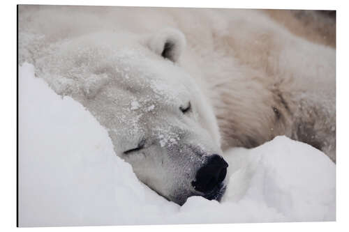 Alumiinitaulu Polar bear sleeping comfortably in the snow