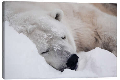 Lerretsbilde Polar bear sleeping comfortably in the snow