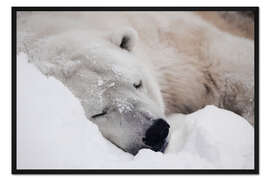 Gerahmter Kunstdruck Gemütlich schlafender Eisbär im Schnee
