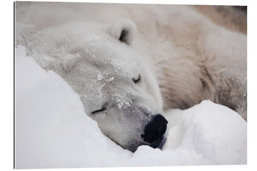 Galleritryck Polar bear sleeping comfortably in the snow