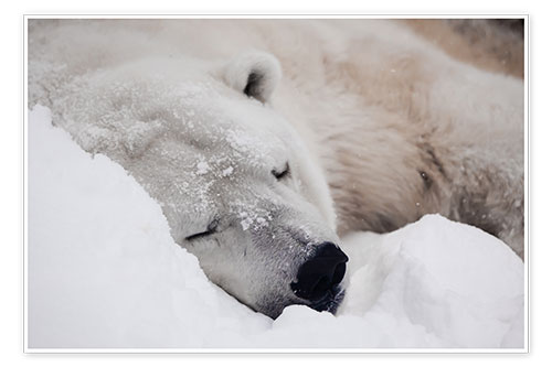 Póster Polar bear sleeping comfortably in the snow