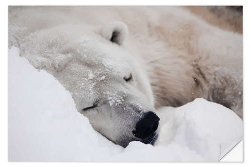 Naklejka na ścianę Polar bear sleeping comfortably in the snow