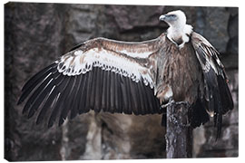 Tableau sur toile Vulture the hitchhiker