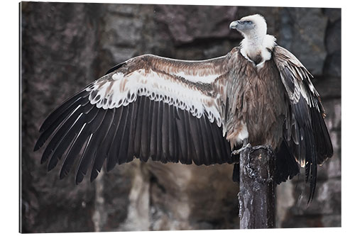 Galleritryck Vulture the hitchhiker