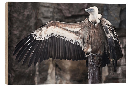 Quadro de madeira Vulture the hitchhiker