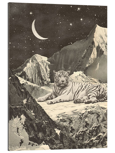 Gallery print Tiger in the mountains