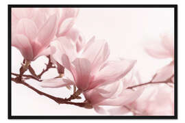 Gerahmter Kunstdruck Magnolienblüten-Panorama III