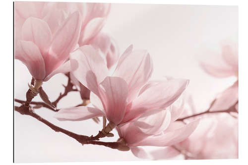 Stampa su plexi-alluminio Magnolia blossom Panorama III