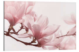 Magnettafel Magnolienblüten-Panorama III