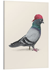 Aluminium print Pirate Pigeon