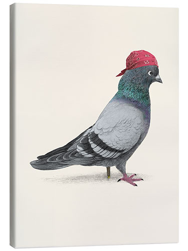 Canvas print Pirate Pigeon