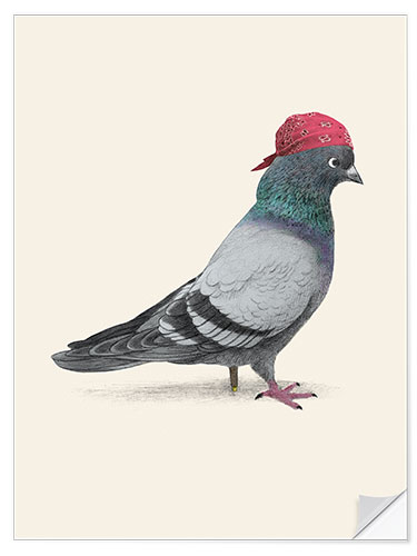 Selvklebende plakat Pirate Pigeon