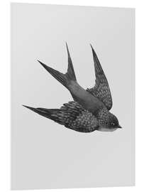 Foam board print Swallow