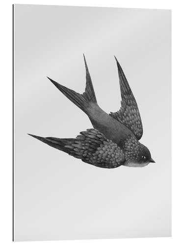 Gallery print Swallow