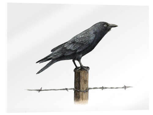 Acrylic print Country Crow