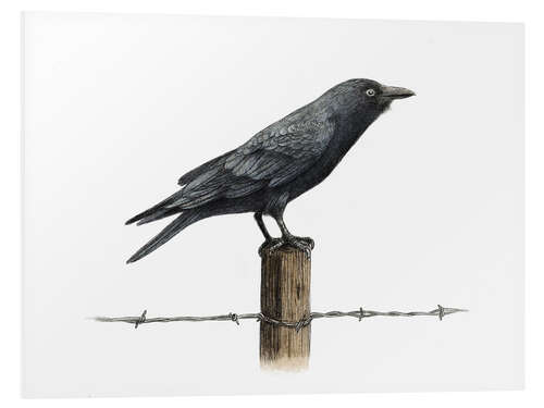 Quadro em PVC Country Crow