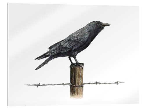 Gallery print Country Crow