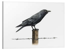 Magnettafel Landkrähe