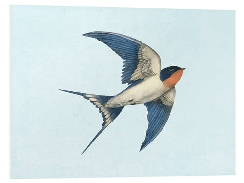 Foam board print Barn swallow