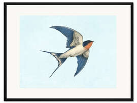 Gerahmter Kunstdruck Rauchschwalbe