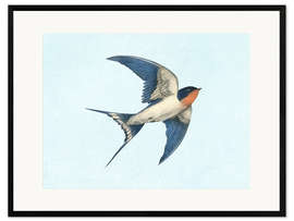 Innrammet kunsttrykk Barn swallow