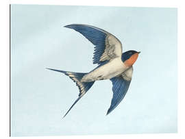 Gallery print Barn swallow