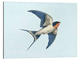 Magnettafel Rauchschwalbe