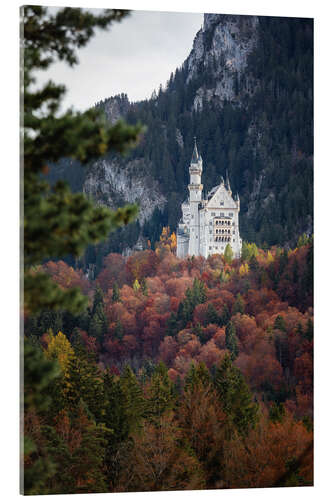 Acrylglasbild Schloss Neuschwanstein im Wald