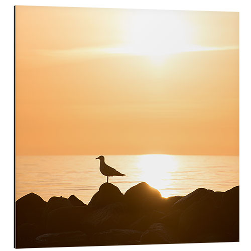 Aluminiumtavla Seagull on the sea and beach in sunrise