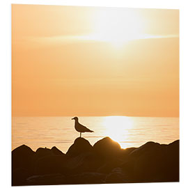 Foam board print Seagull on the sea and beach in sunrise