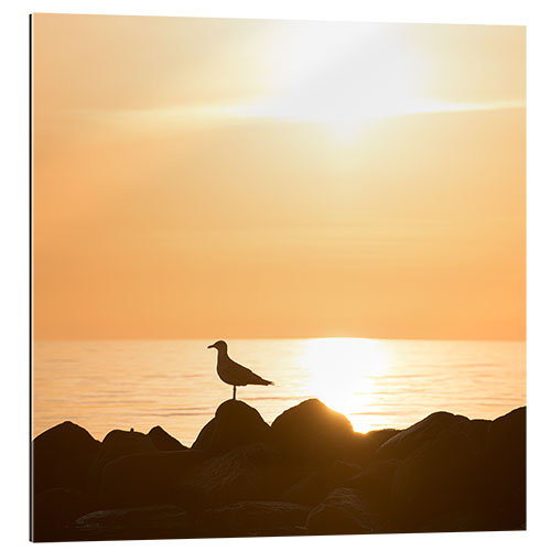 Galleriprint Seagull on the sea and beach in sunrise