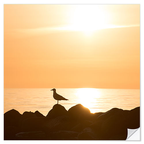 Naklejka na ścianę Seagull on the sea and beach in sunrise