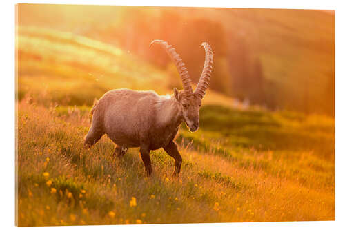 Acrylglasbild Steinbock in goldenem Licht