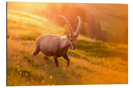 Aluminium print Capricorn in golden light