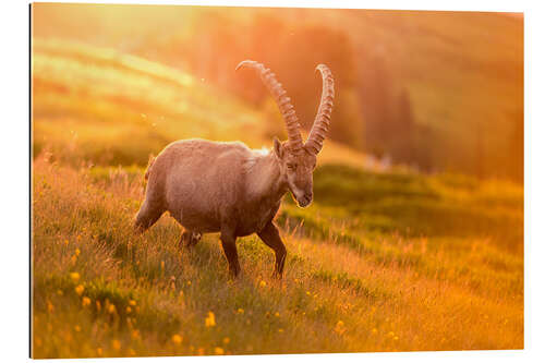 Gallery print Capricorn in golden light