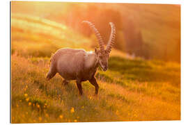 Gallery print Capricorn in golden light