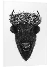 Foam board print Black bull