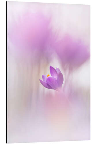 Aluminium print Innocent Crocus