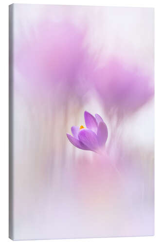 Canvas print Innocent Crocus