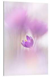 Gallery print Innocent Crocus