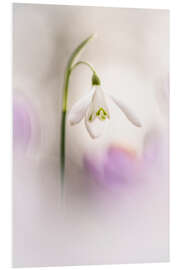 Foam board print Gorgeous Snowdrop